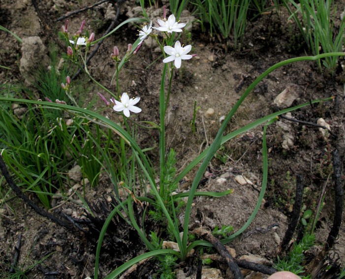 Simethis mattiazzii Mondarrain 21-4-11 201.jpg