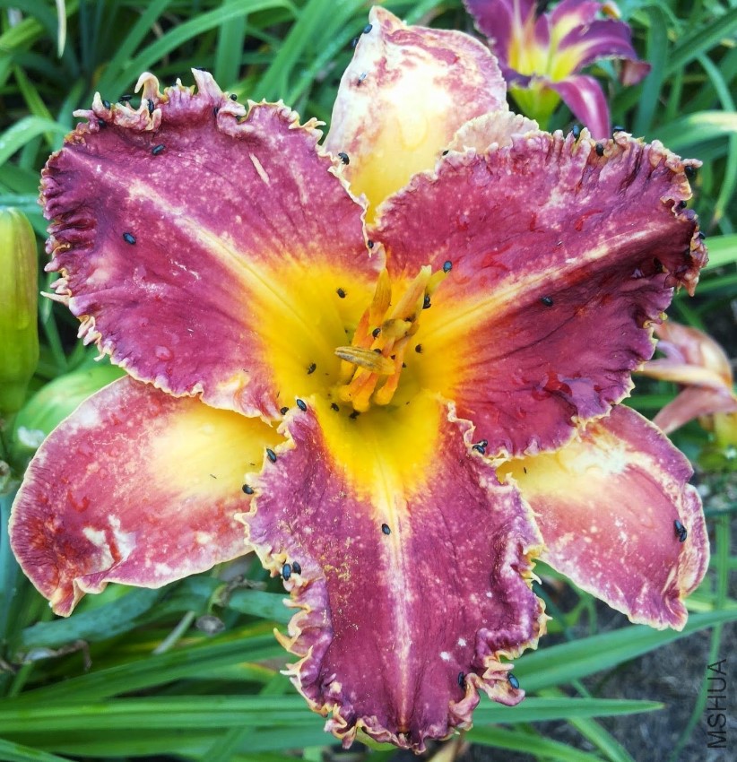 Arnie oseland x unknown 2.jpg