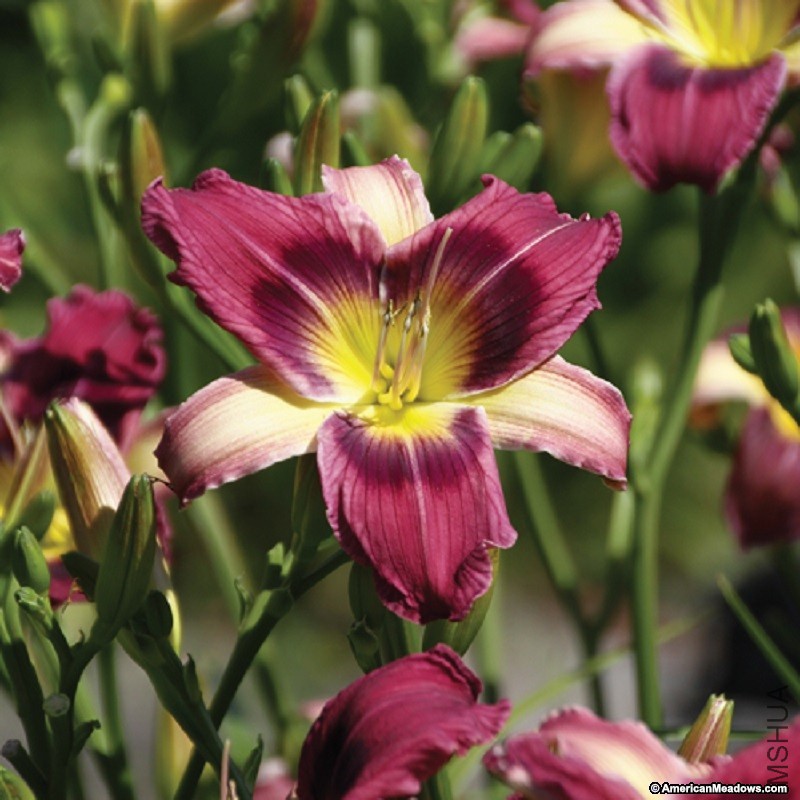 daylilly-hemerocallis-magic-dancer.jpg