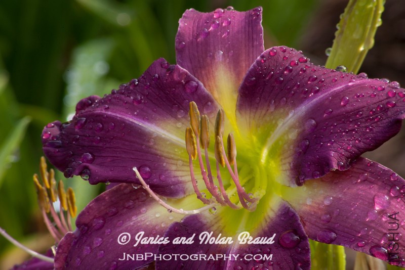 Daylily PURPLE GALAXY JN012748-L.jpg