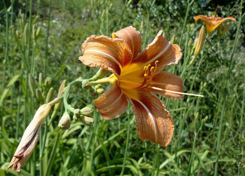 Hemerocallis fulva L_- divlji ljiljan (5).JPG