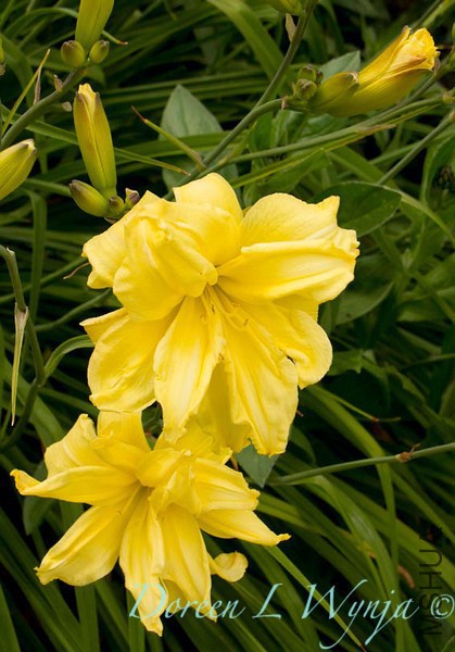 Hemerocallis double yellow_001-L.jpg
