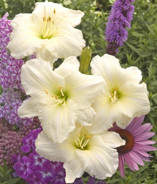 Hemerocallis-Joan-Senior-1636.jpg