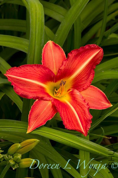 Hemerocallis Starburst Red_003-L.jpg