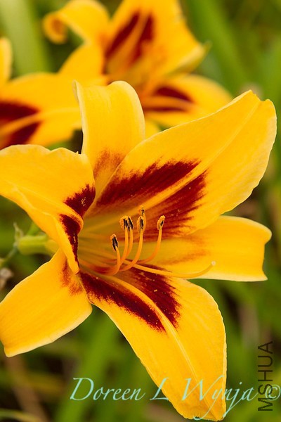 Hemerocallis_064-L.jpg