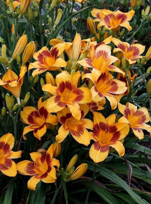 Hemerocallis-Black-Eyed-Susan_i-8551_s-64311_r-1_1024x1024.jpg