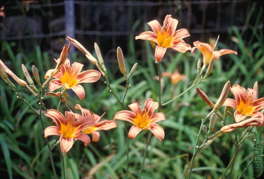 hemerocallis-fulva-in-ltaylor.jpg