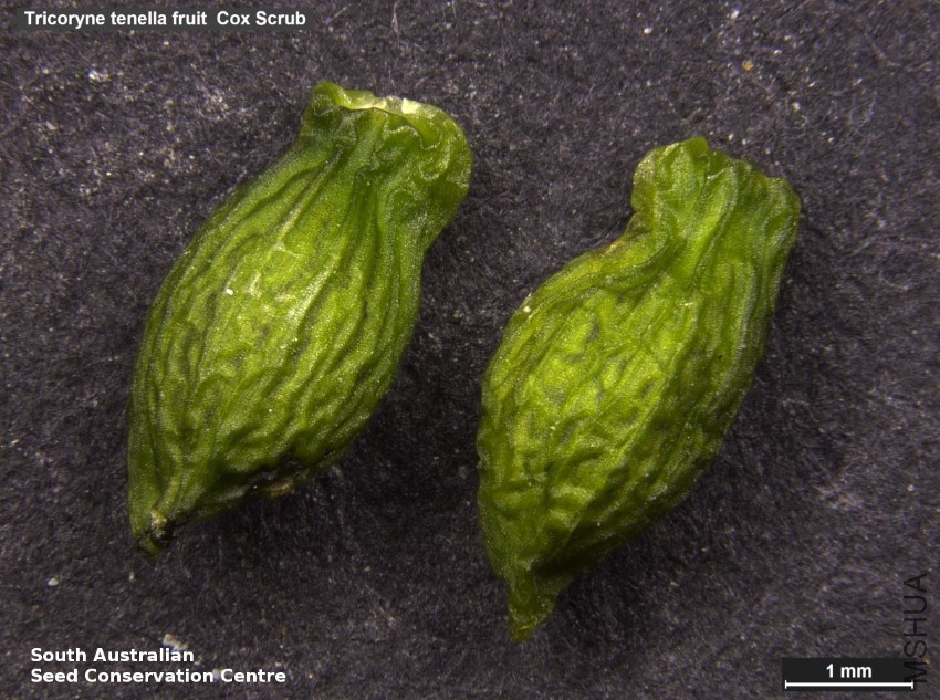 Tricoryne tenella fruit  Cox Scrub.jpg