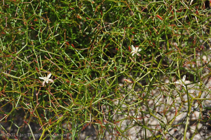 Corynotheca micrantha 1 Western Flora, Western Australia 110924.jpg