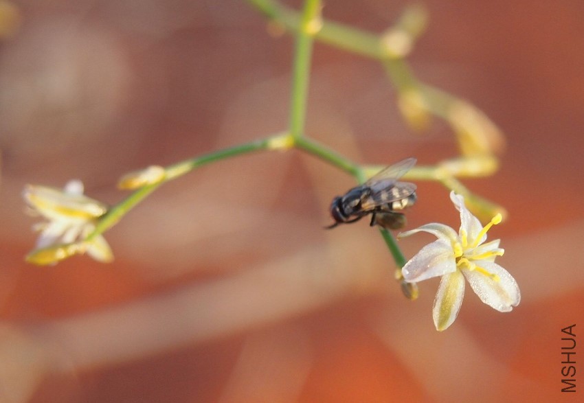 Corynotheca_micrantha_var__divaricata_flower.jpg