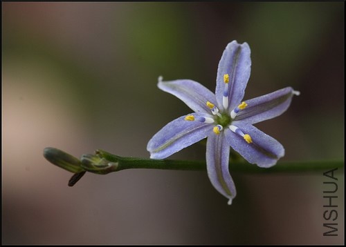 CaesiaParviflora.jpg