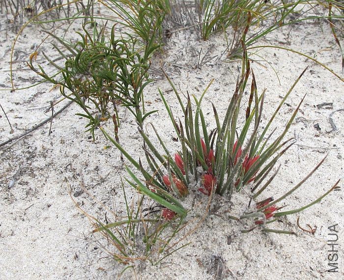 Johnsonia acaulis  001.jpg