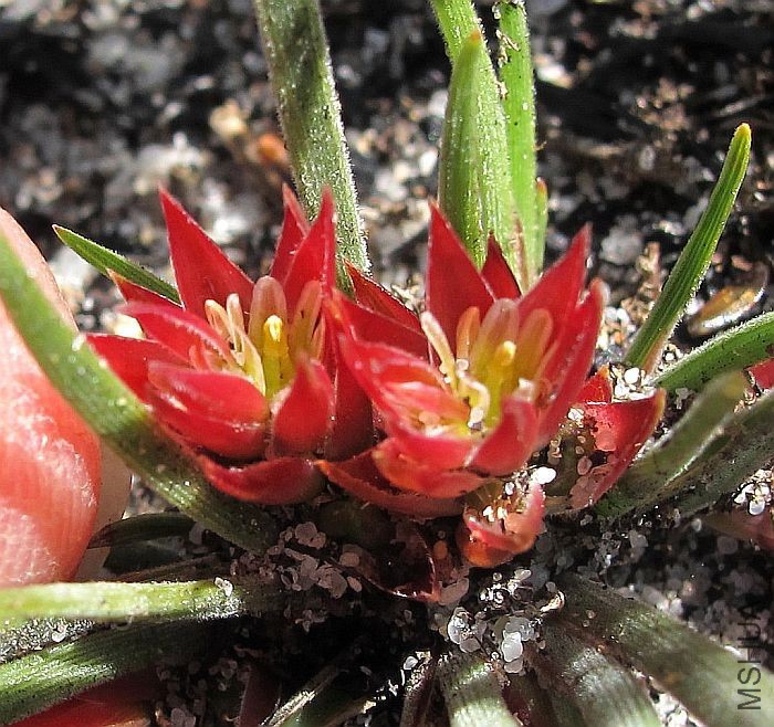 Johnsonia acaulis  003.jpg