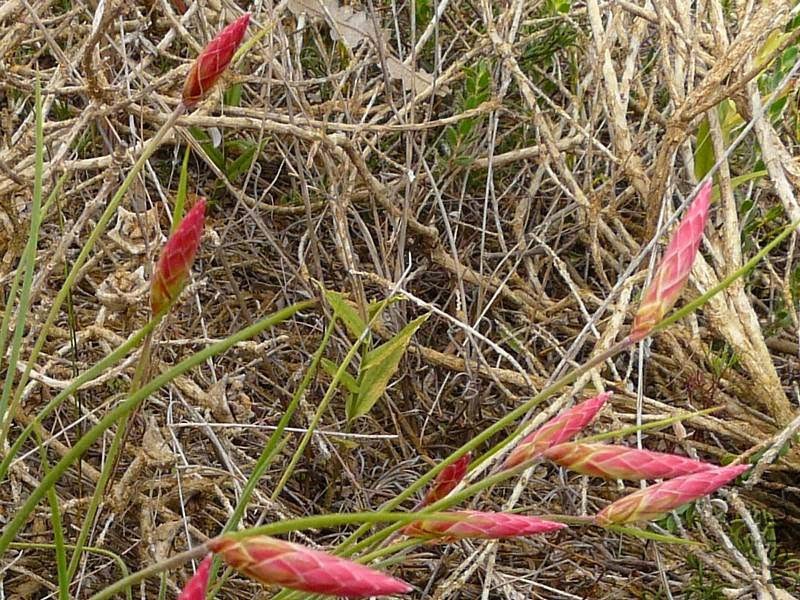 Johnsonia pubescens (was Antheric) Yandin LO Rd 0808.jpg
