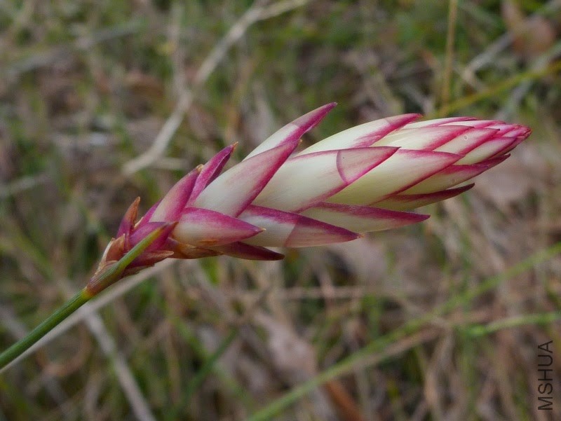 Johnsonia teretifolia (was Antheric) Shannon NP 0913.JPG