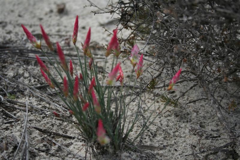 Johnsonia pubescens (Medium)-L.jpg