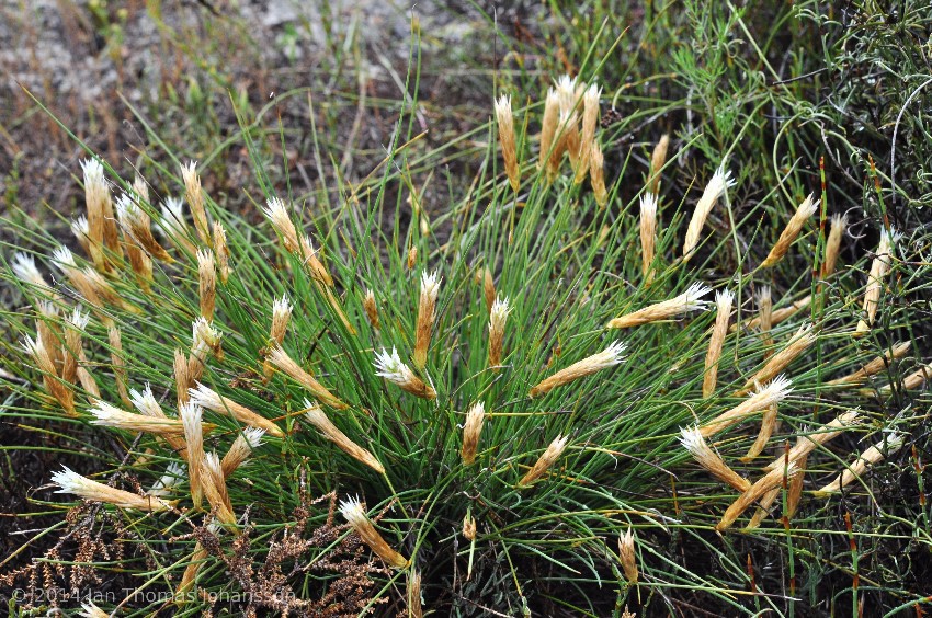 Johnsonia pubescens 1 N of Eneabba, Western Australia 110926.jpg
