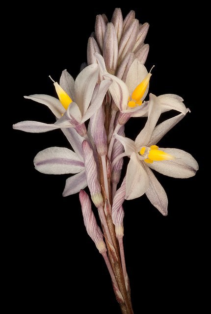 Hodgsoniola junciformis PERTH3053202.jpg