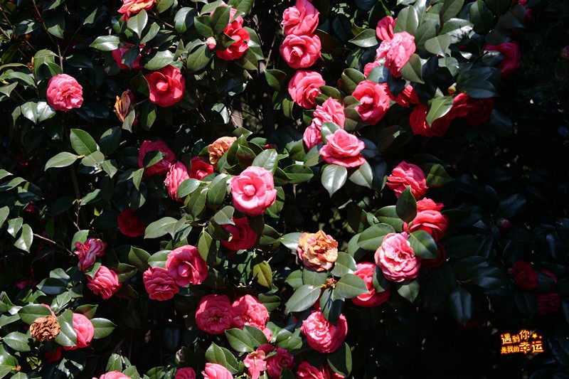 ��Ƭ 011_����.jpg