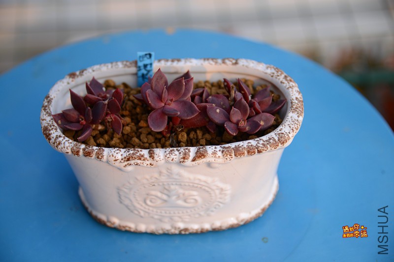 ��Ƭ 603_����.jpg