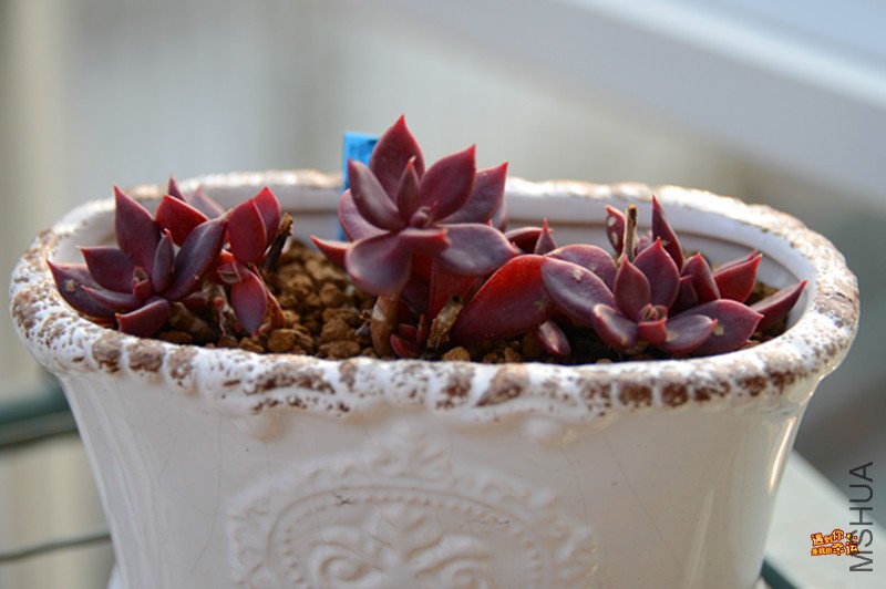 ��Ƭ 606_����.jpg