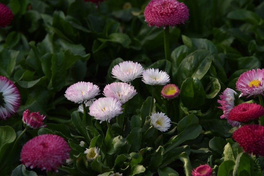 DSC_4612.JPG