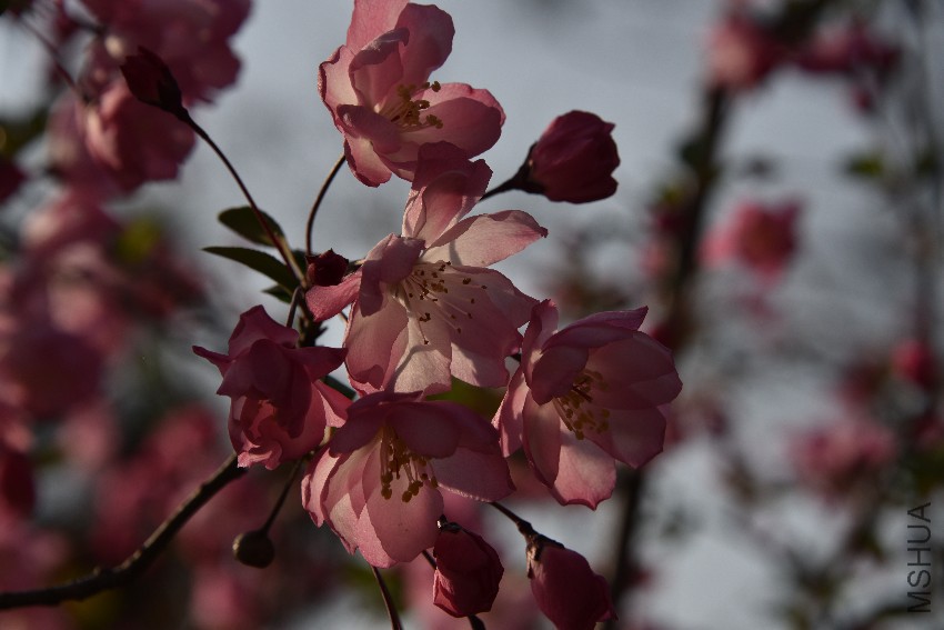DSC_4617.JPG