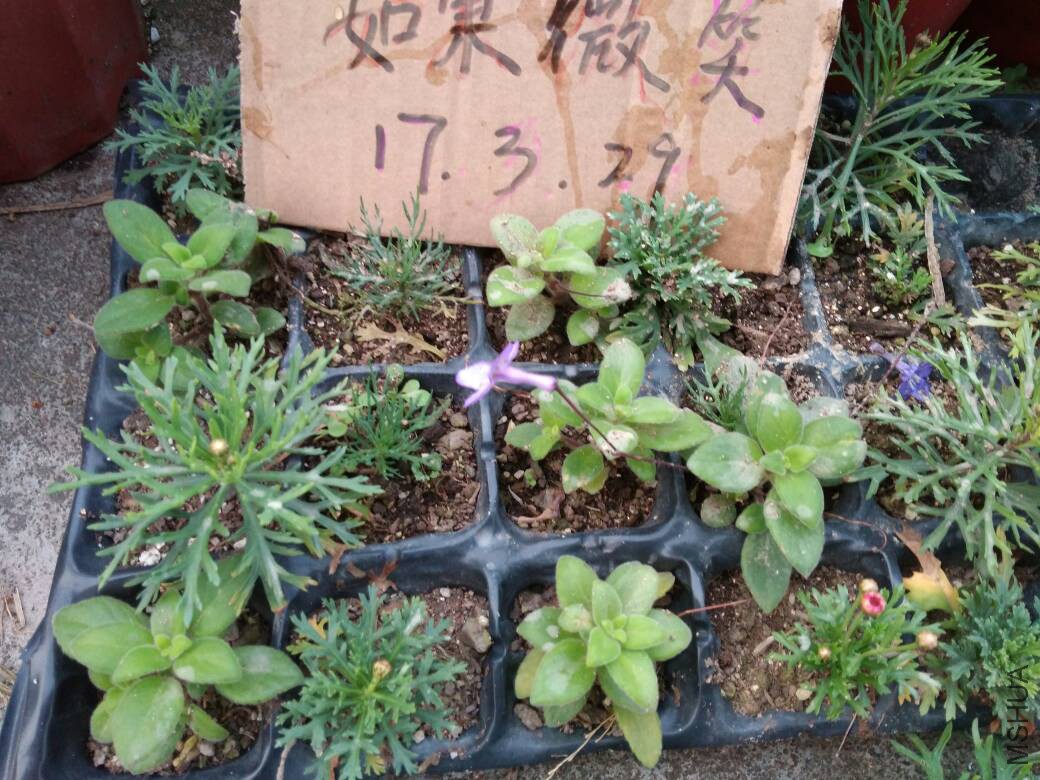 183247tum6zd3egubu0b3e.jpg