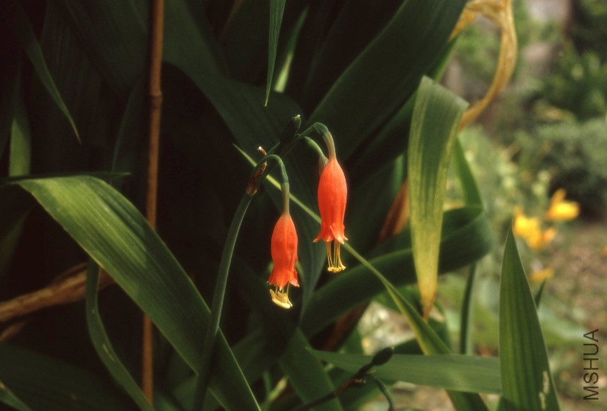 KAMRY000131_Stenomesson_ miniatum.jpg