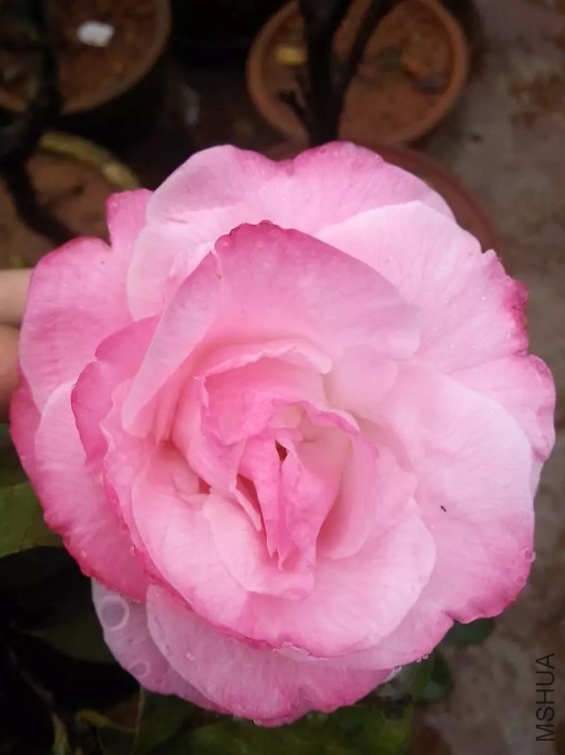 2345_image_file_copy_2.jpg