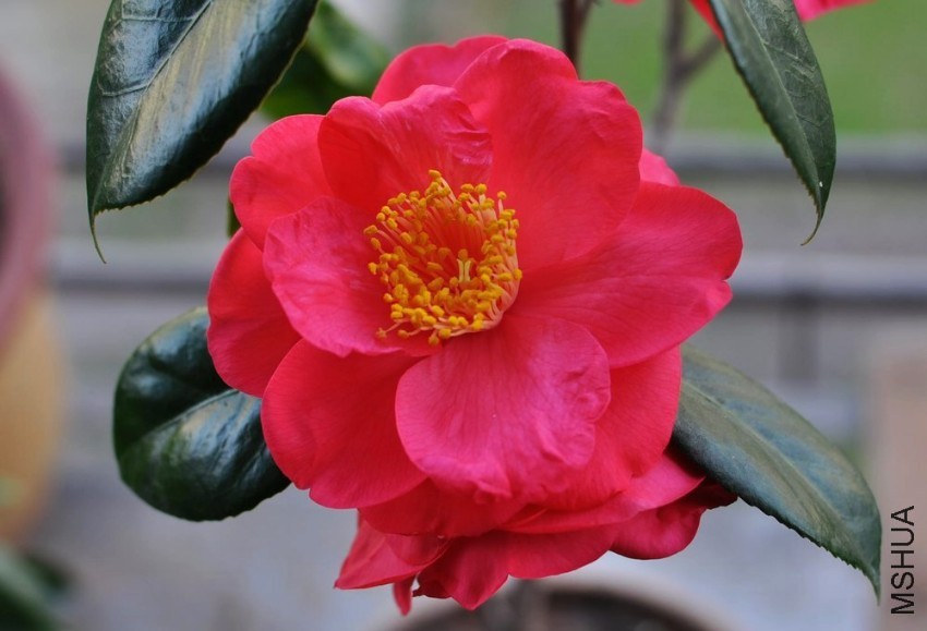 ͼƬ��Դ��ƻ����