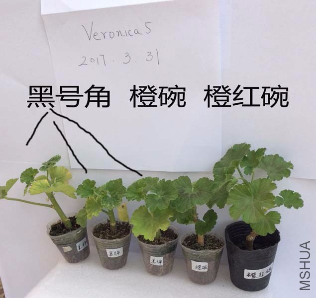 QQͼƬ20170331113649.jpg