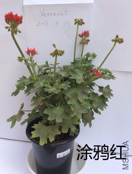QQͼƬ20170331113825.jpg
