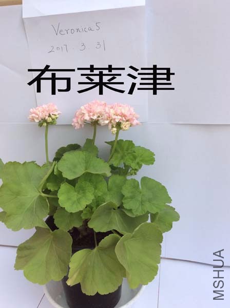 QQͼƬ20170331113739.jpg