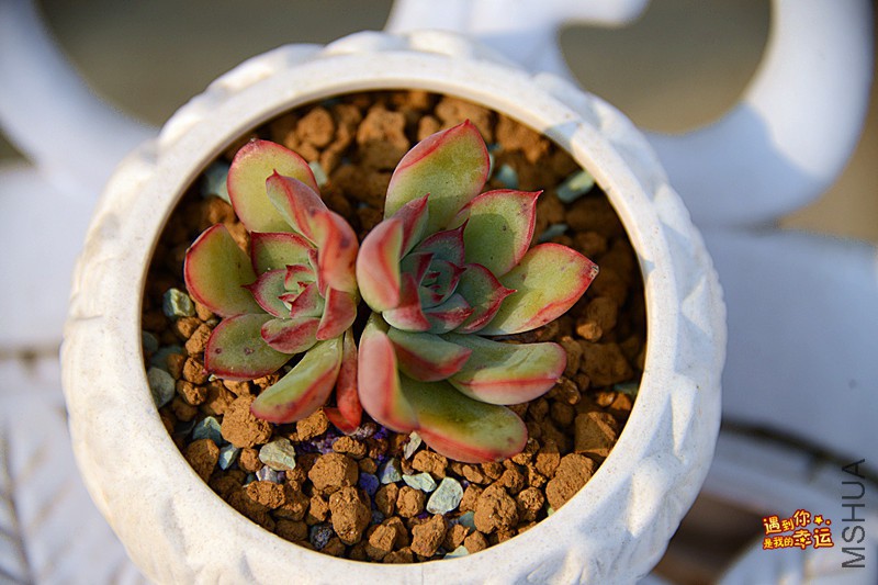 ��Ƭ 471_����.jpg