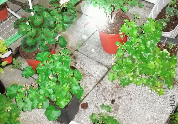 nEO_IMG_İ�� (1).jpg