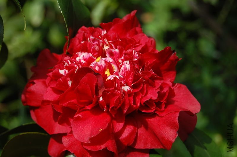 DSC_95350189.JPG