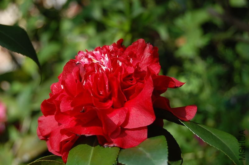 DSC_95250179.JPG