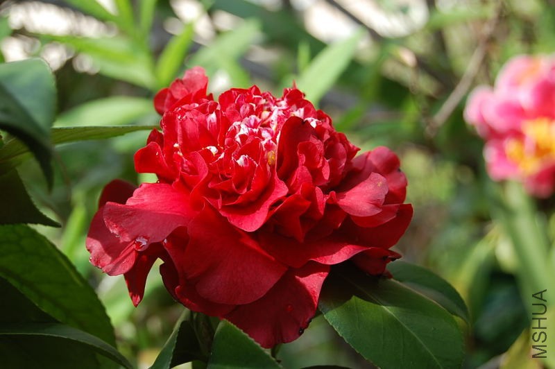 DSC_95470201.JPG