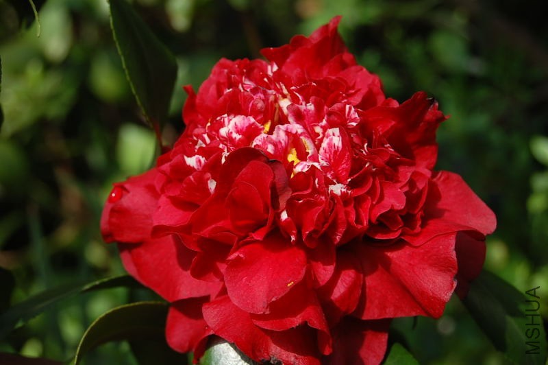 DSC_95420196.JPG