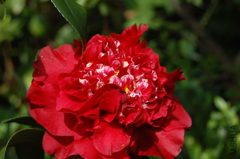 DSC_95340188.JPG