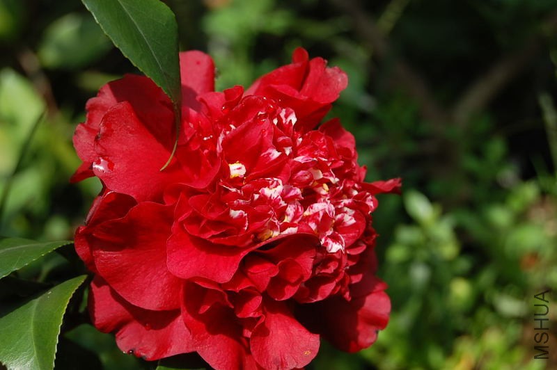 DSC_95330187.JPG