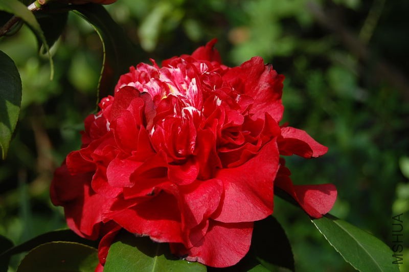 DSC_95360190.JPG