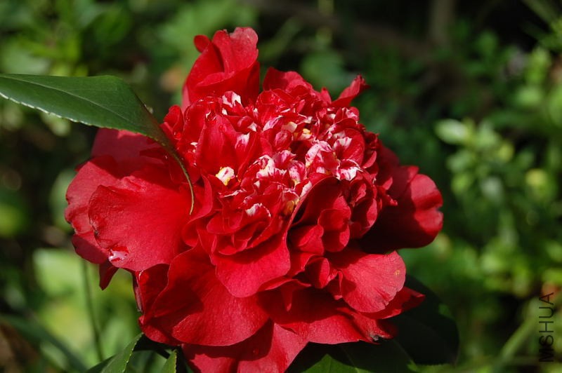 DSC_95320186.JPG