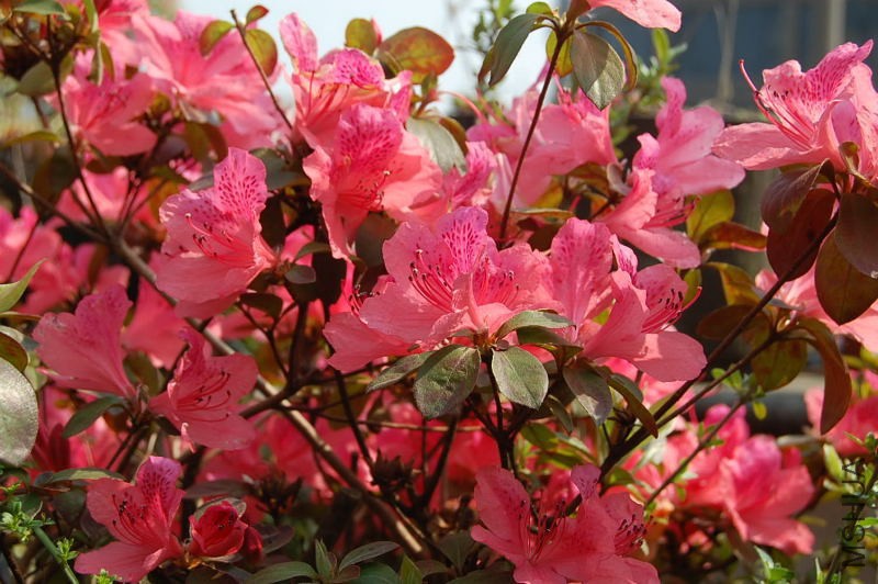 DSC_98940049.JPG