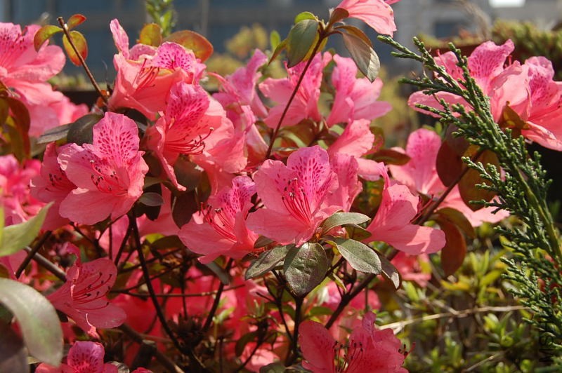 DSC_98540009.JPG