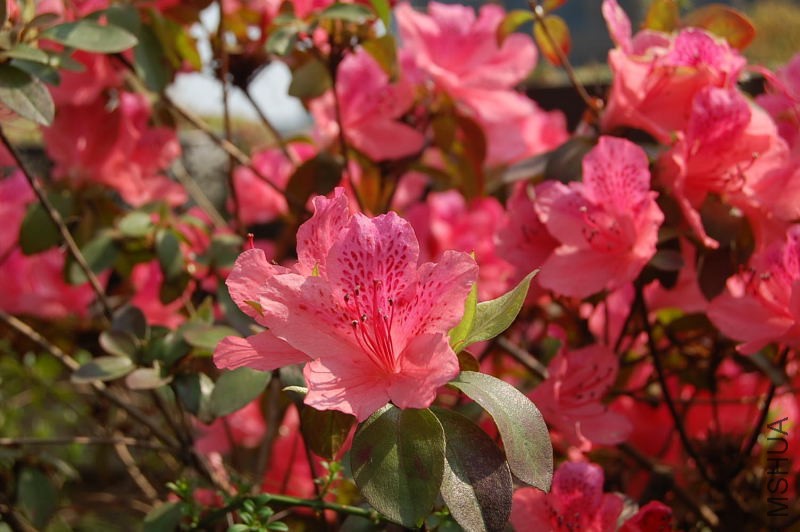DSC_98520007.JPG