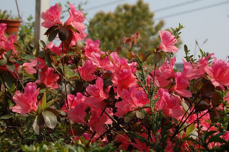 DSC_98580013.JPG