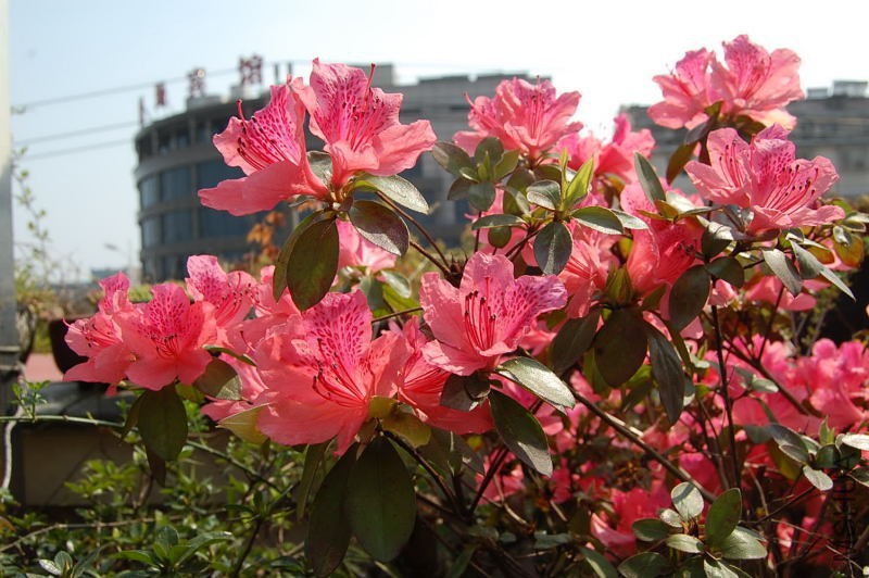 DSC_98830038.JPG