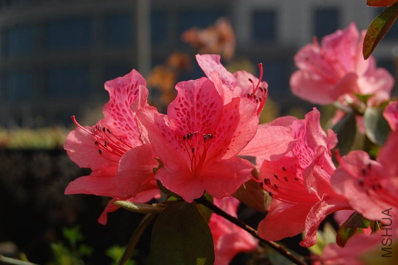 DSC_98670022.JPG